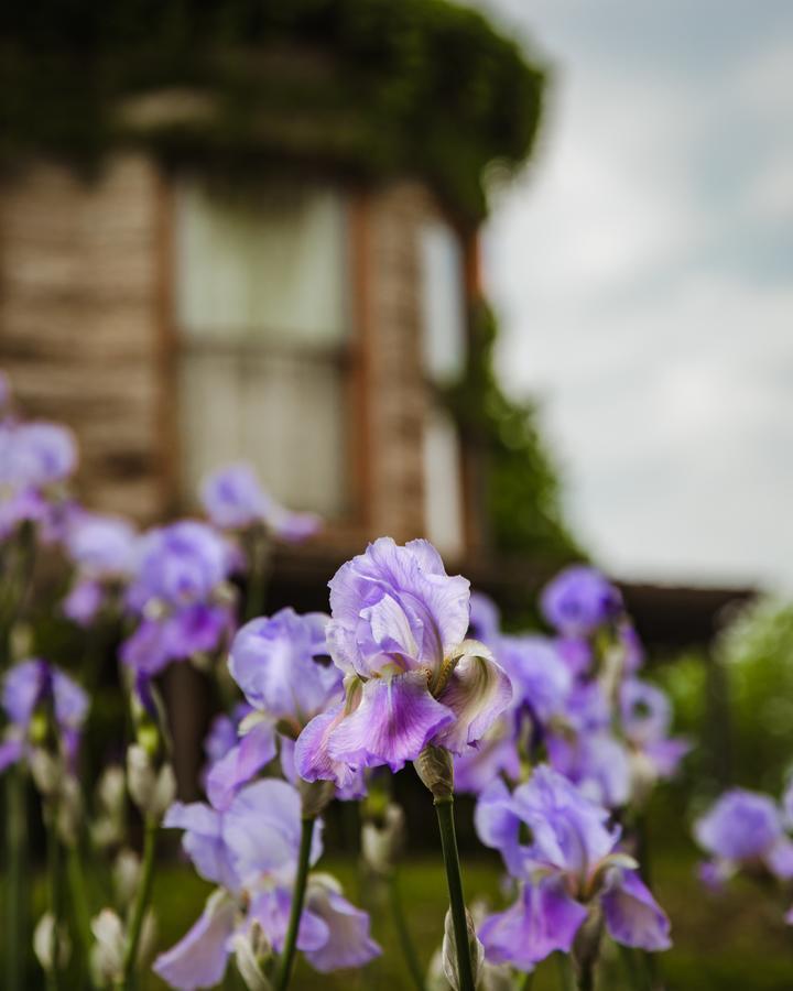 Bed and Breakfast The Mansion At Elfindale Springfield Exterior foto